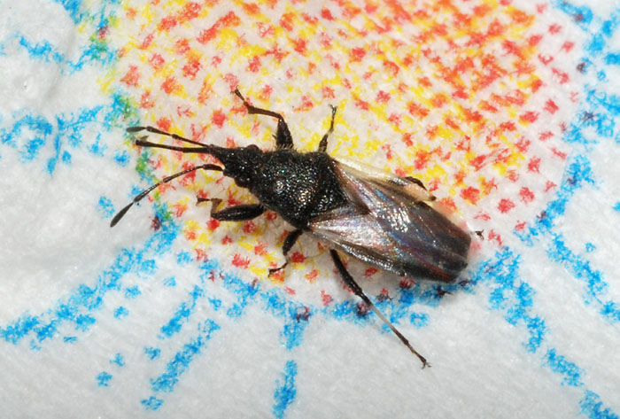 Lygaeidae: Oxycarenus hyalinipennis dell''Emilia (MO)